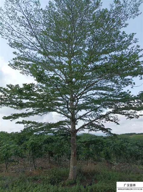 小叶榄仁树风水|【紫荆物语】小叶榄仁：谦谦君子 卑以自牧